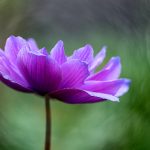 凤凰娱乐平台的魅力:如何吸引全球玩家的目光 ttgsyg6