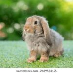 397开奖前后:幸运之神的降临与悬念揭晓时刻 a0v1y4y